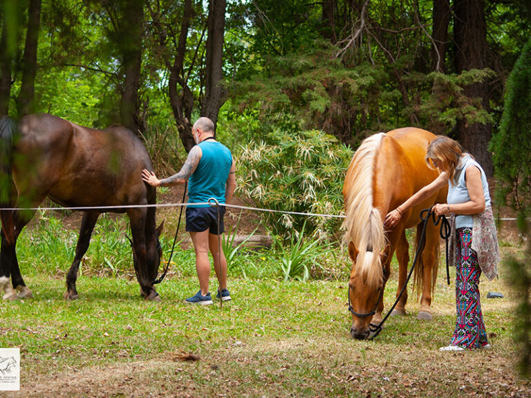 Talleres y sesiones de coaching con caballos