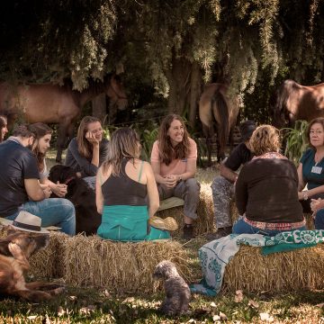 La-Manada-Mansa-coaching-con-caballos